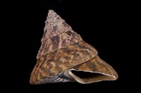 藏品(牛蹄鐘螺)的圖片